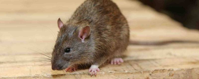 老鼠可以活几年 老鼠可以活几年脑筋急转弯