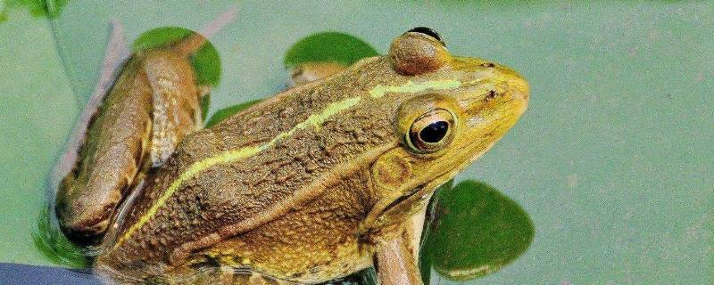 青蛙的眼睛有什么特点 青蛙的眼睛有什么特点视频