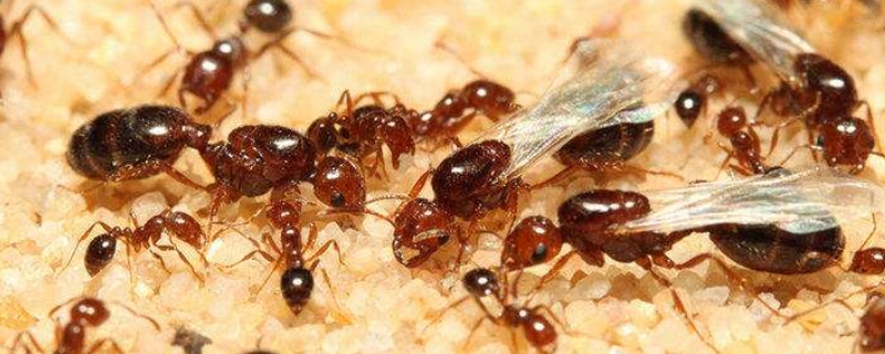 冬天有蚂蚁吗 冬天还有没有蚂蚁
