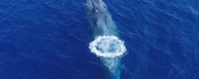 蓝鲸长多少米 蓝鲸长多少米宽多少米