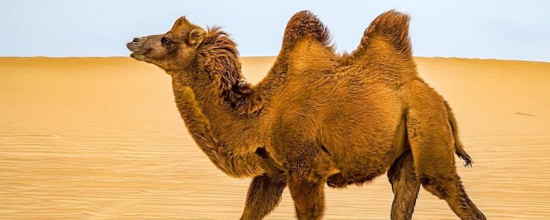 骆驼只有双峰驼一种正确吗 骆驼分单峰骆驼和双峰骆驼吗