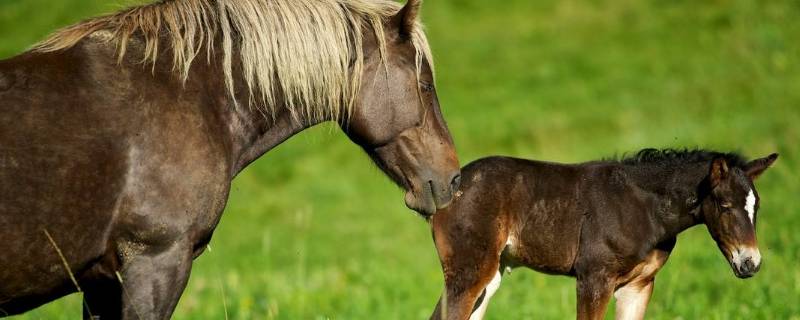 马的生殖特点是什么 马的生殖功能的特点