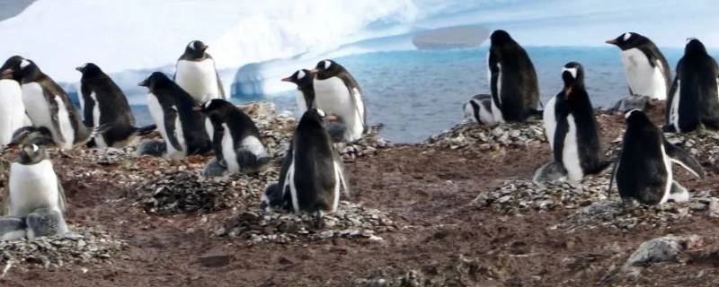 地球上的企鹅全部分布在南半球吗 地球上的企鹅全部分布在南半球吗?