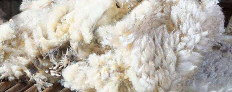 绵羊毛和羊绒有什么区别（绵羊毛和羊绒有什么区别哪个贵）