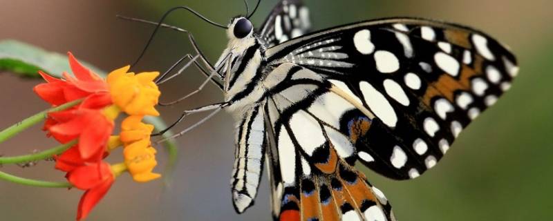 蝴蝶用什么呼吸 蝴蝶的呼吸器官