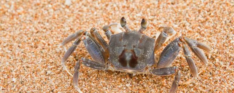 螃蟹干放着能活多久 螃蟹干养活多久
