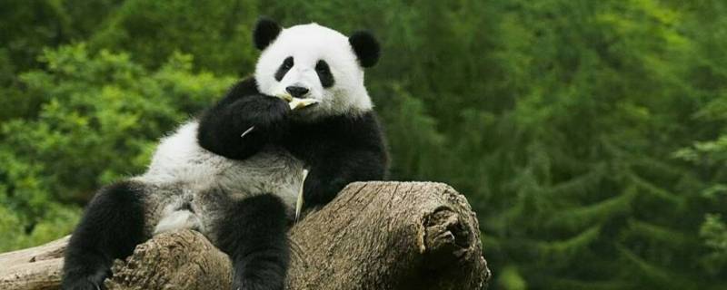 熊猫的特点和爱好是什么（熊猫的特点和喜好是什么）