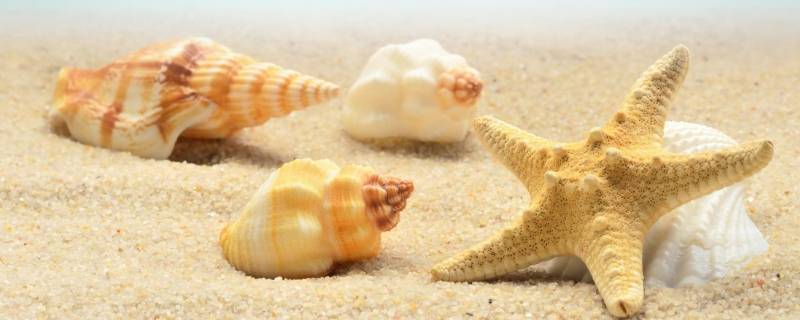 贝壳像什么小动物（海滩上的贝壳像什么小动物）