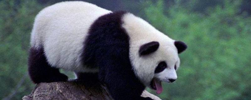 大熊猫是冬眠的动物吗（大熊猫是冬眠的动物吗的短视频）