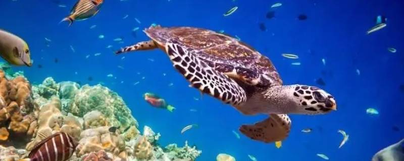 海龟属于爬行动物还是两栖动物 龟是爬行动物还是两栖动物?
