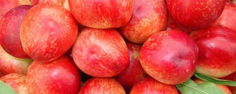 油桃和桃子的区别是什么 油桃和桃子的区别是什么?