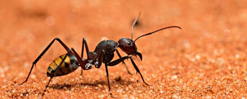 一只健全的蚂蚁有几只脚（一只蚂蚁有几只脚?）
