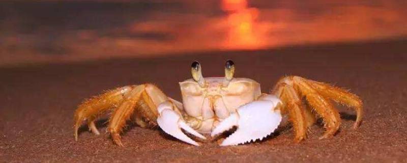 螃蟹买公蟹还是母蟹（螃蟹买公蟹还是母蟹好吃）