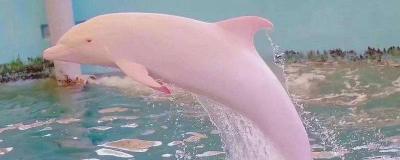 海豚为什么会变成粉色 怎么会有粉色的海豚