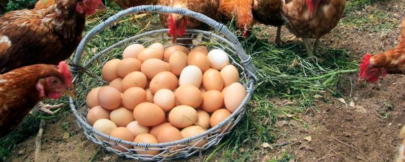 草鸡蛋和土鸡蛋的区别（草鸡蛋和洋鸡蛋的区别）