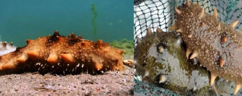 野生海参与养殖海参的五大区别 野生海参与养殖海参的区别图片