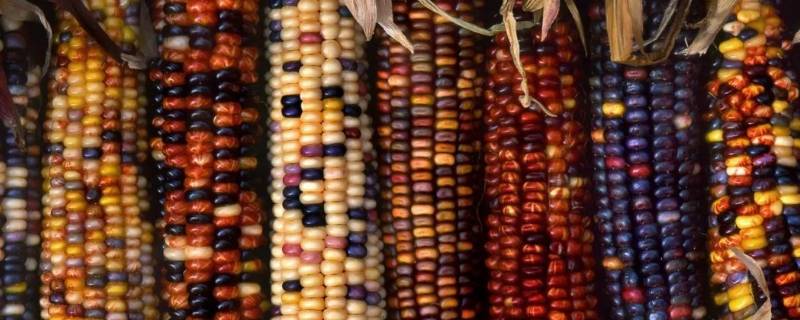 彩色玉米是怎么形成的 彩色玉米是怎样形成的