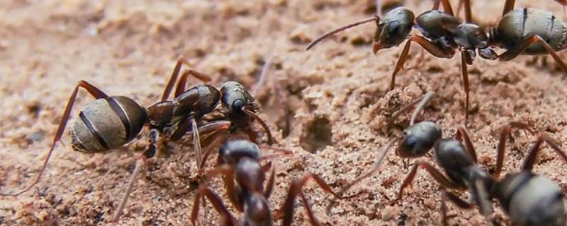 蚂蚁有牙齿吗 蚂蚁有牙齿吗?有舌头吗?