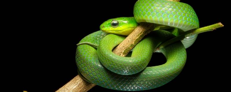 蛇有多少种类 世界上的毒蛇有多少种类