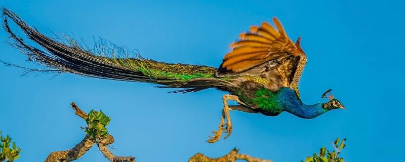 绿孔雀属于什么重点保护野生动物 绿孔雀属于哪一级保护动物