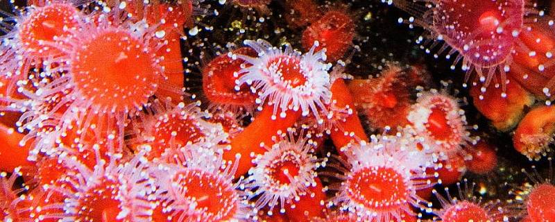 珊瑚虫是动物还是植物 珊瑚和珊瑚虫都是植物吗