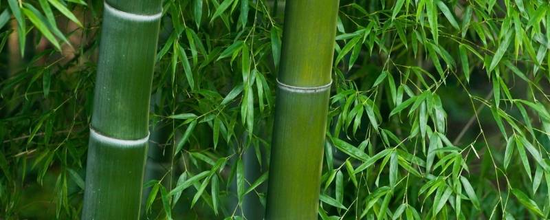 竹子象征（竹子象征什么精神品质的人）