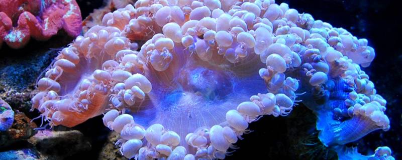 珊瑚虫是腔肠动物吗（珊瑚虫属于腔肠动物其不具有的特征是）