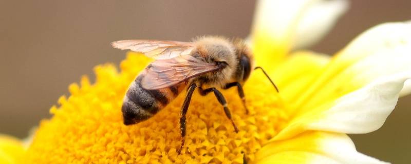 蜜蜂有什么精神（蜜蜂有什么精神品质的作文）