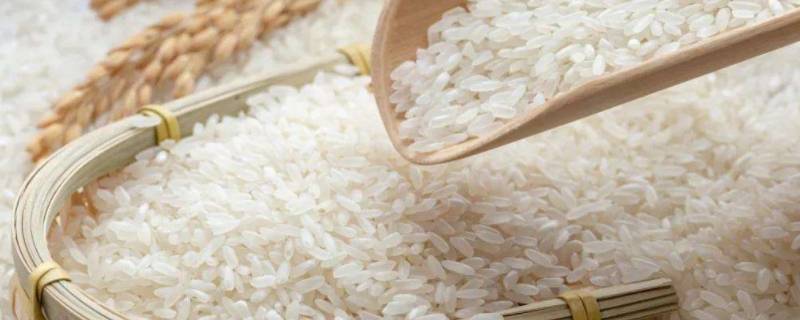 大米的含糖量为多少 大米的糖含量是多少