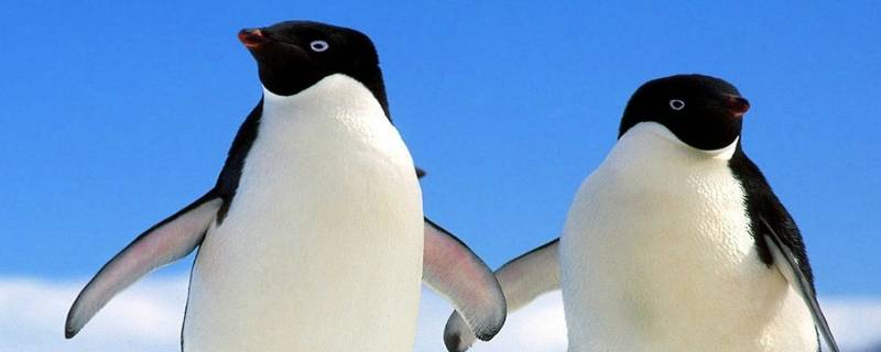 企鹅有多少种 企鹅有多少种颜色