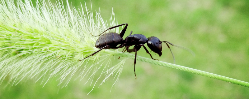 蚂蚁是益虫吗（蚂蚁是益虫吗?它吃什么害虫?）