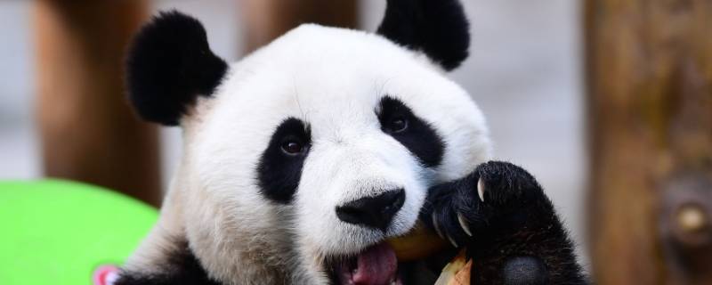 大熊猫的种类有哪些 大熊猫的种类有哪几种