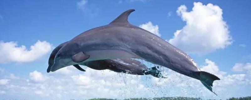 海豚靠什么呼吸 海豚靠什么呼吸的