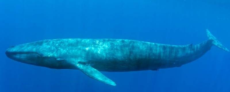 蓝鲸有多重（蓝鲸有多重多少吨）