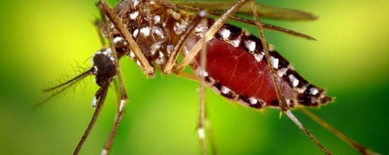 蚊子不吃不喝能活几天 夏天蚊子不吃不喝能活几天