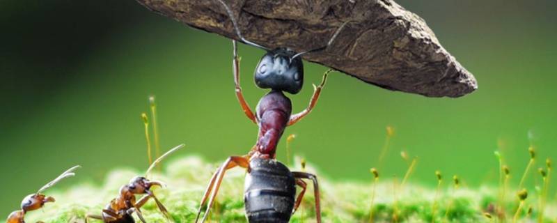蚂蚁的特征（蚂蚁的特征图片）