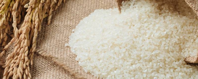 怎么判断大米是发霉了 如何判断大米有没有发霉
