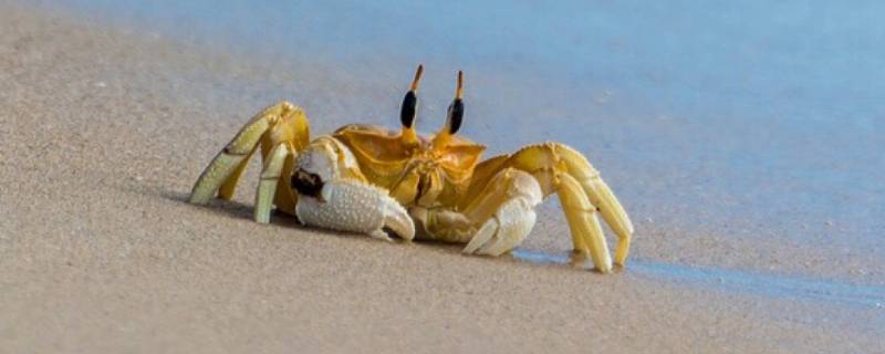 小螃蟹吃什么食物（小螃蟹吃什么食物好养活）