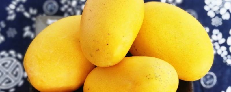 高乐密芒果是什么品种 高乐蜜芒果产自哪里