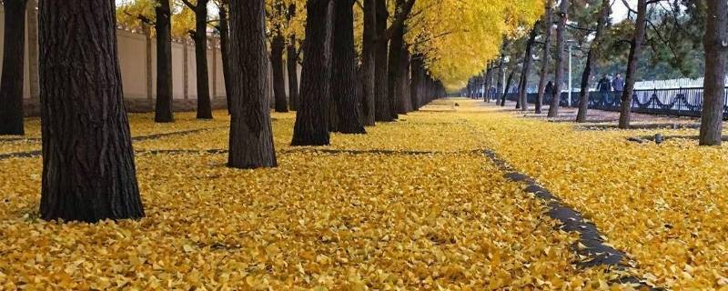 秋天什么树叶会落下来 秋天什么树叶会落下来什么样子