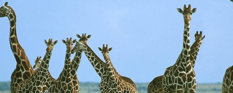 长颈鹿的脖子有多长 成年长颈鹿的脖子有多长