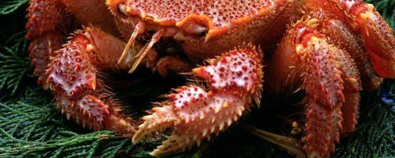 螃蟹钳上有团毛是什么螃蟹（钳上有毛的螃蟹是什么）