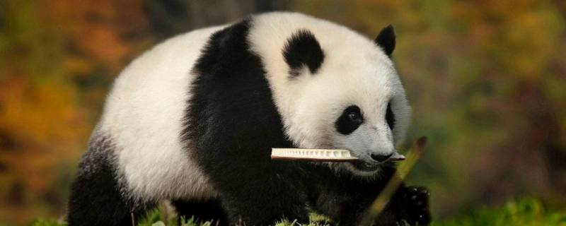 大熊猫寿命一般是多少岁（大熊猫平均寿命是多少岁）