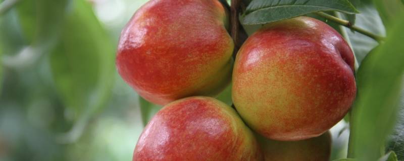油桃是桃子的一种吗 油桃跟桃子的区别是什么