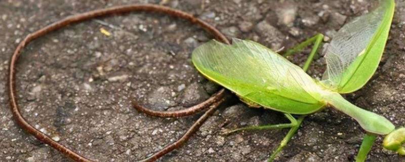 螳螂死后肚子里爬出的铁丝是啥 螳螂死后肚子爬出来的是什么