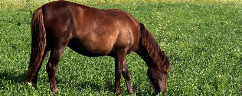 马的长度是多少 马一般有多长