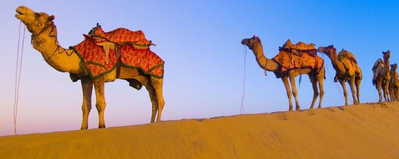 骆驼有多重 成年骆驼有多重