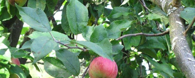 苹果树叶像什么 苹果树叶像什么物体