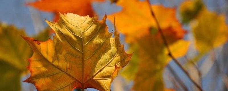 秋天为什么树叶会变黄 秋天为什么树叶会变黄或红