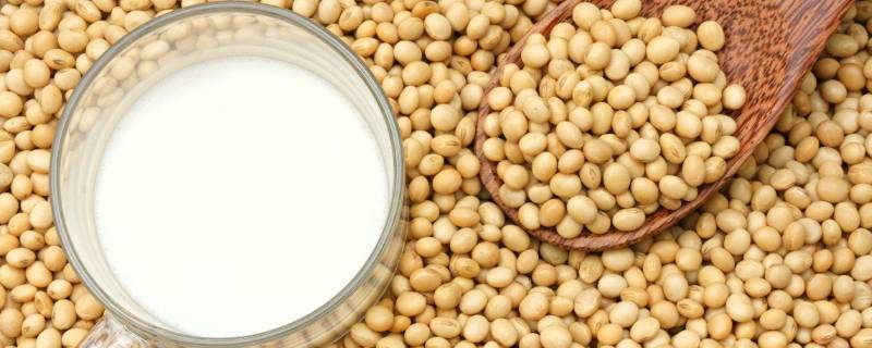 大豆蛋白是什么 大豆蛋白是什么东西